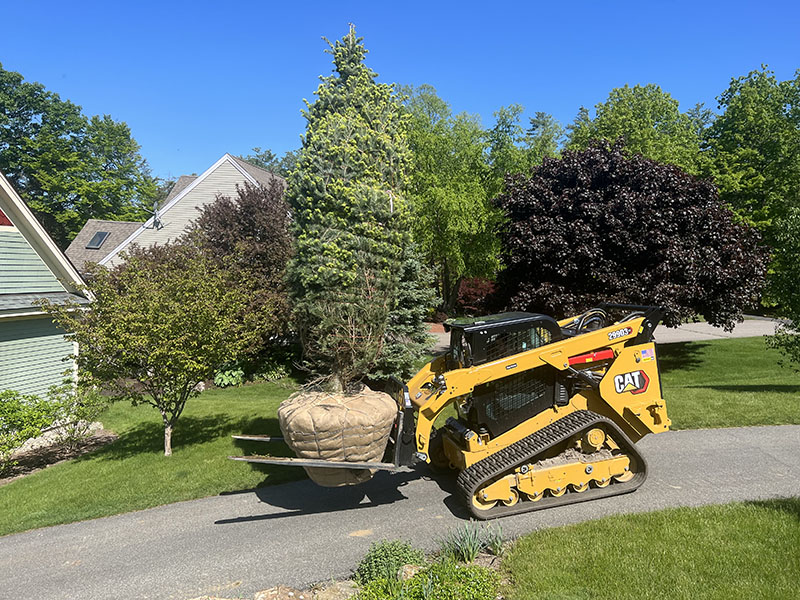 Tree Installation